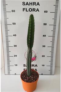 SAHRAFLORA Cereus Jamacaru Kaktüs