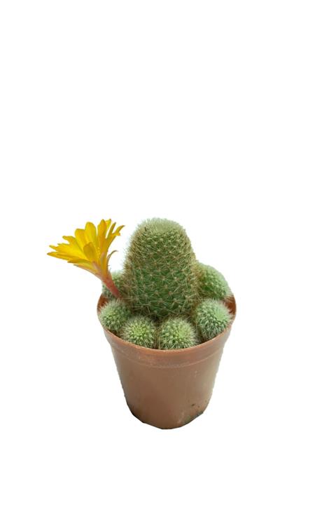 Sukulent Bahçem Rebutia Perplexa - Turuncu Çiçek Açan Kaktüs (5,5 CM SAKSIDA)