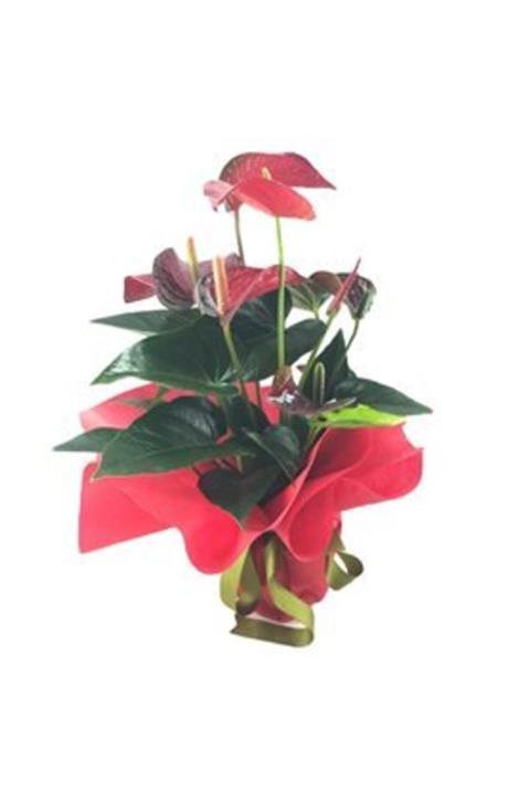 Hasal Süs Bitkileri Flamingo Çiçeği Antoryum Anthurium & Kırmızı Sarım Saksıda Hediyelik Canlı Çiçek