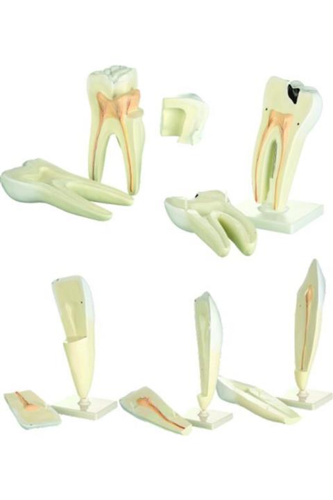 Edulab Diş Modelleri Seti (5' Li Set )
