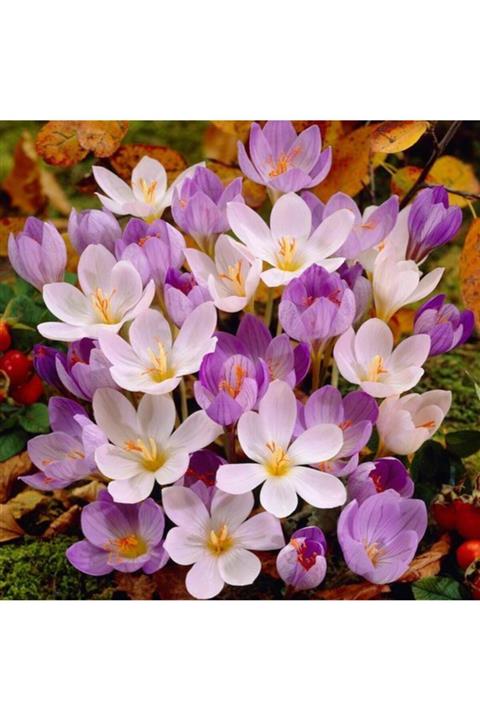 NANDİNA BOTANİK 5 Adet Soft Pembe Beyaz Karışık Safran Çiçeği Soğanı