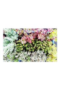 Plato Sukulent Sedum 45li Set