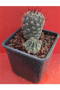 Pagoda Coryphantha Kracikkii Ve Gynocalycium Amerhauserii/15 Cm Saksı01f/f