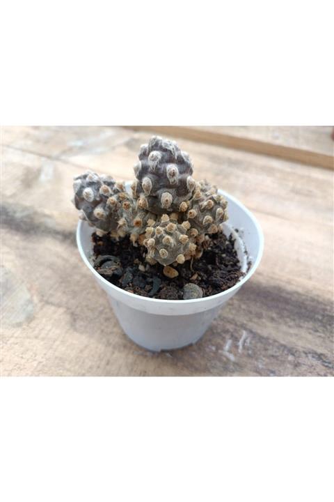 skulentdiyari Tephrocactus Molinensis 8.5cm