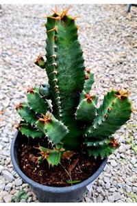 Astro Kaktüs Sukulent Euphorbia Resinifera