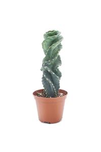 SFF Moda İthal Kaktüs - Cereus Forbesii Spiralis 10,5cm