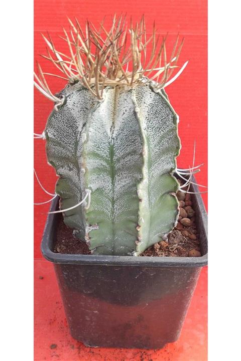 Pagoda Astrophtyum Ornatum-13 Cm Saksı-kaktüs-ref 01f/f