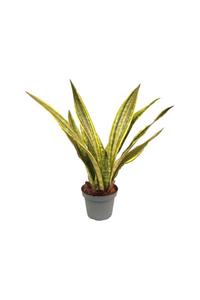 Palmiye Sansevieria Guinensis Variegata 14 cm Saksıda