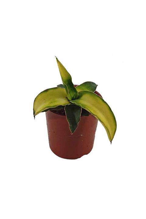 Palmiye Doğal Sarı Renkte Sansevieria - 10 Cm Plastik Saksıda