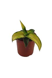 Palmiye Doğal Sarı Renkte Sansevieria - 10 Cm Plastik Saksıda