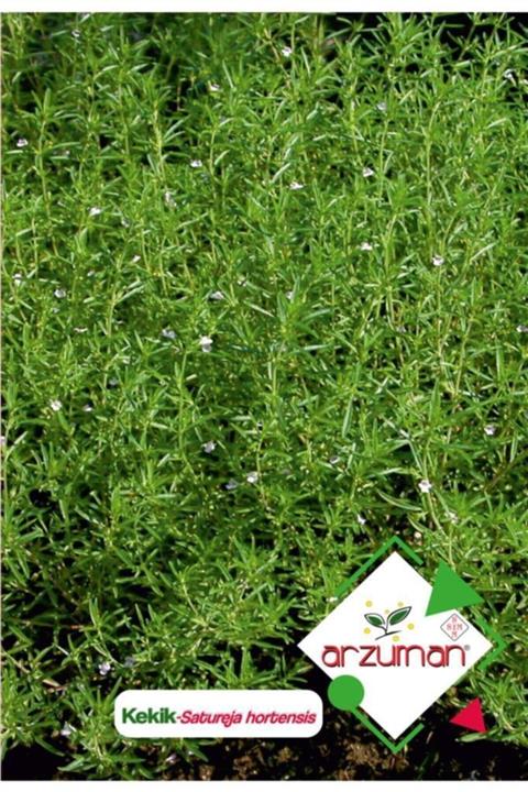 GüçlüTedarik Kekik (satureja Hortensis) Çiçek Tohumu 100 Adet
