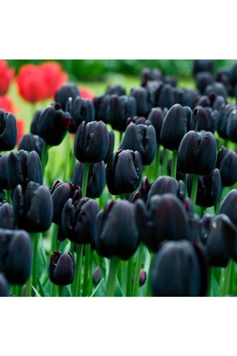 NANDİNA BOTANİK 4 Adet Siyah Hollanda Lale Soğanı