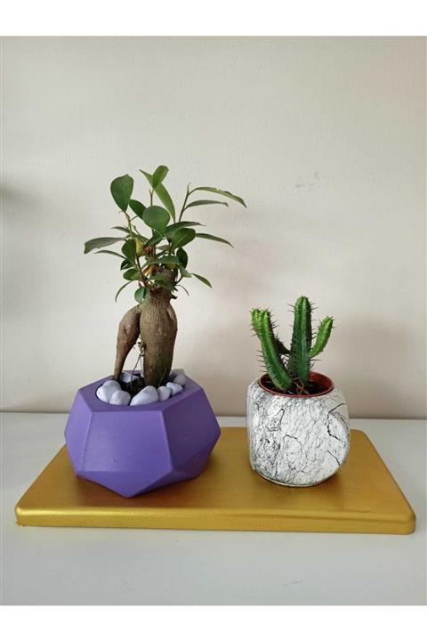Neşeli Bahçe Altın Tabakta Bonsai + Kaktüs Tasarımı