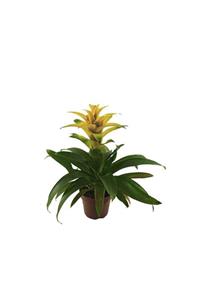 Palmiye Guzmania Sarı (12 Cm Saksıda)