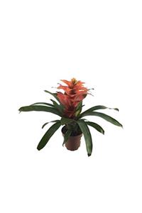 Palmiye Guzmania Turuncu (12 Cm Saksıda)