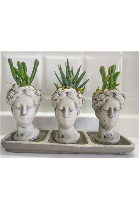 EYLÜL SUKULENT Helen Trio Saksı Seti Canlı Sukulentler Ile Birlikte