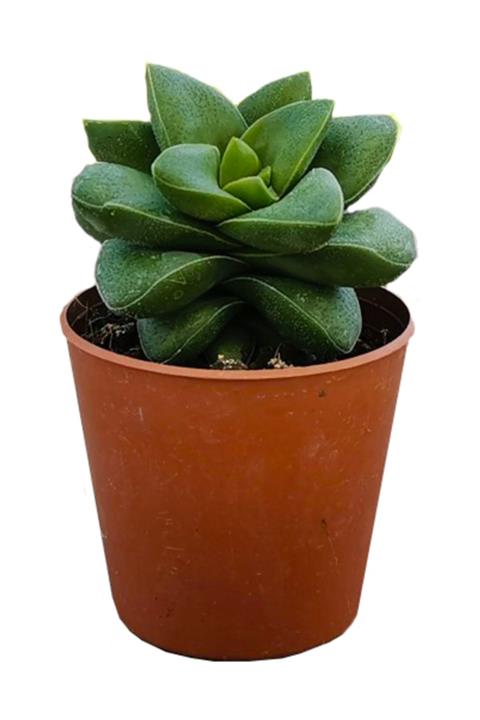 Arts Gardens Crassula Perfora Succulent Bitkisi