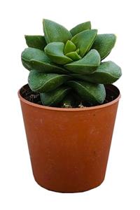 Arts Gardens Crassula Perfora Succulent Bitkisi