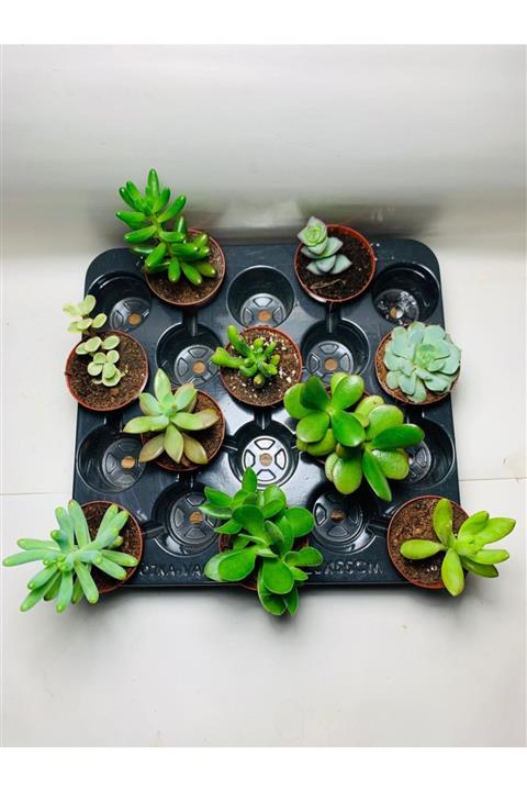 foliumbotanik Sukulent Set  10 Adet