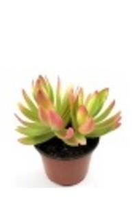 ünal kaktüs Crassula Capitella Campfire 8.5cm