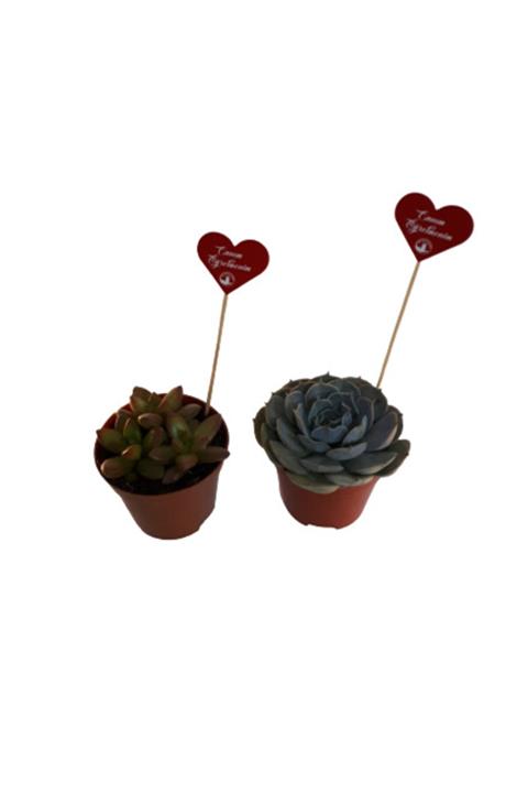 My Succulent Öğretmenler Günü Hediyesi 2'li Succulent Büyük Boy 9 Cm Saksı