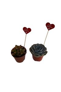 My Succulent Öğretmenler Günü Hediyesi 2'li Succulent Büyük Boy 9 Cm Saksı