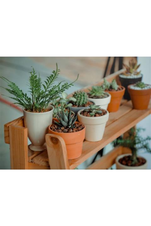 modabotanik 45 Adet Sukulent-sedum Farklı Cinsler Mix