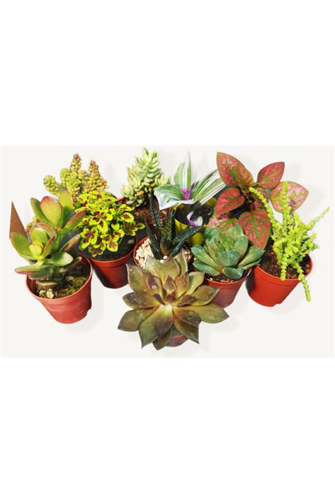 GoldLotus 10'lu Sukulent Ve Sedum Mix Set /hediyelik /teraryum Malzemeleri