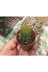 ünal kaktüs Trichocereus Grandiflorus Kaktüs