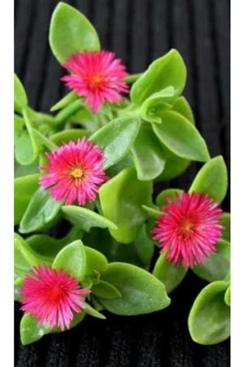 Önderler Buz Çiceği ( Viyolde)