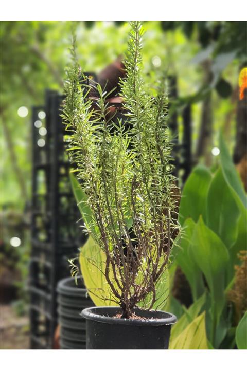 Peyzaj Trabzon Biberiye Süs Bitkisi