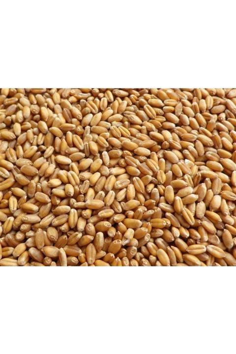 Asenya Doğal Buğday 10 Kg Yemlik Buğday Tane Buğday Güvercin Yemi Kuş Yemi Tavuk Yemi