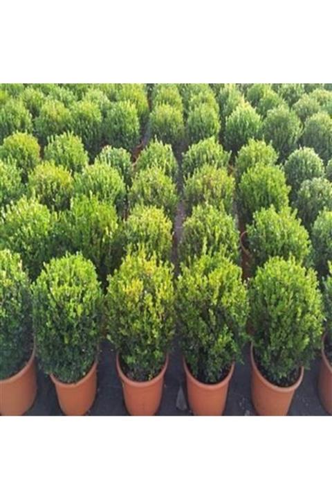 ALİBOTANİK Şimşir Fidanı 50 Cm Buxus Serpervirens