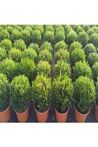 ALİBOTANİK Şimşir Fidanı 50 Cm Buxus Serpervirens