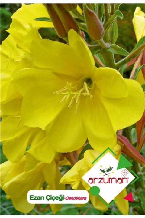 GüçlüTedarik Ezan Çiçeği (oenothera) Çiçek Tohumu 100 Adet