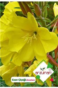 GüçlüTedarik Ezan Çiçeği (oenothera) Çiçek Tohumu 100 Adet