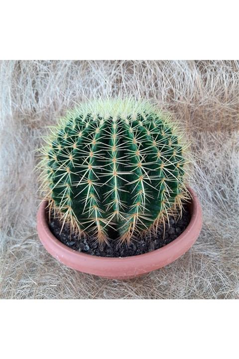 mutbirlik Ithal Radyosyon Emici Echino Kaktüs 20-23 Cm Çapında