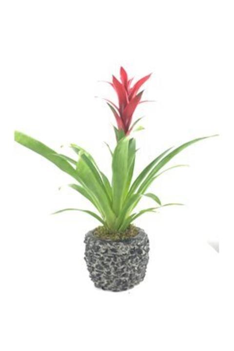 Hasal Süs Bitkileri Kırmızı Yıldız Çiçeği Guzmanya Guzmania & Siyah Magle Beton Saksıda Hediyelik Canlı Çiçek