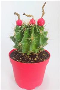 İklim Flowers Thelocactus Ideas - Sari Çicek Acan Kaktus - Tohum Kapsüllü - 8.5 Cm Kırmızı Saksıda Tekli Kaktüs