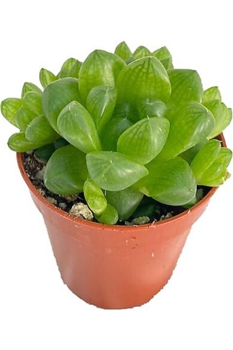 EGZOTİKBAHÇE Haworthia Rigida Sukulent Büyük Boy 8,5cm