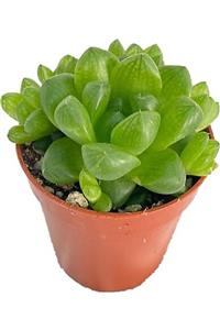 EGZOTİKBAHÇE Haworthia Rigida Sukulent Büyük Boy 8,5cm