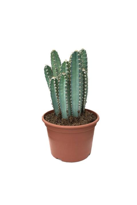 Betonish Cereus Validus - Kaktüs