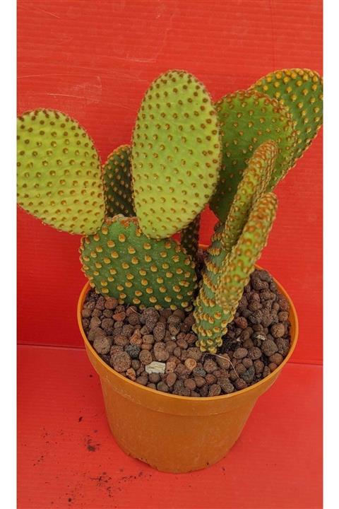 Pagoda Opuntia-12 Cm Saksı-ref 22e