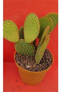 Pagoda Opuntia-12 Cm Saksı-ref 22e