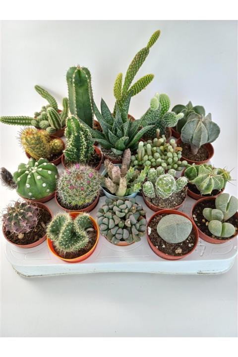 Gulen botanik Kaktüs Set