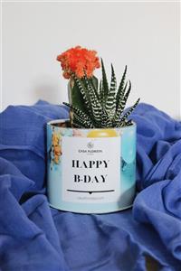 Casa Florista Mini Haworthia Ve Kaktüs (HAPPY BİRTHDAY)