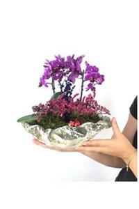 Hasal Süs Bitkileri Çift Dal Mini Mor Orkide & Gri Roda Beton Saksıda Hediyelik Canlı Çiçek