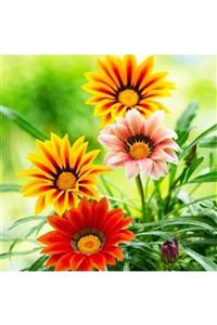 ALİBOTANİK Bodur Gazanya Çiçeği 10 Adet Gazania Rigens 15 Cm