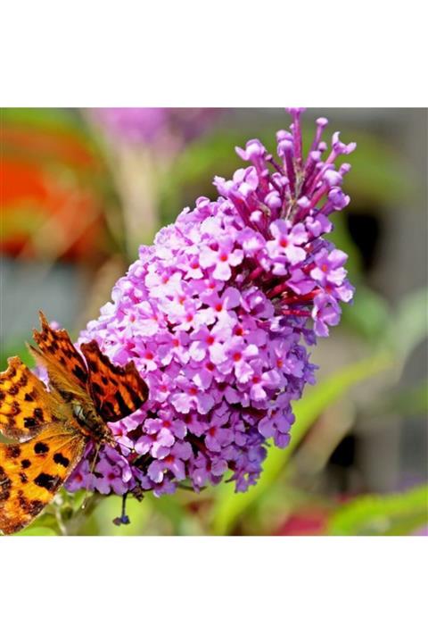 ALİBOTANİK Pembe Kelebek Çalısı 50 Cm Buddleja Davidii
