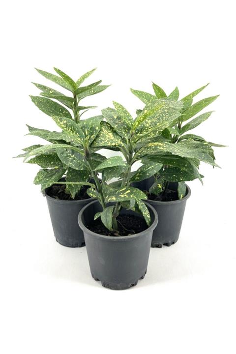 My Botanik Akuba (japon Defnesi) 30-35 Cm-3'lü